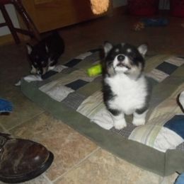 Pembroke Welsh Corgi Puppies from Nistler's Farm Corgis