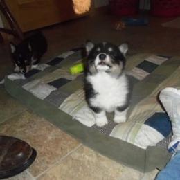 Pembroke Welsh Corgi Puppies from Nistler's Farm Corgis