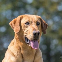 Soul - Labrador Retriever