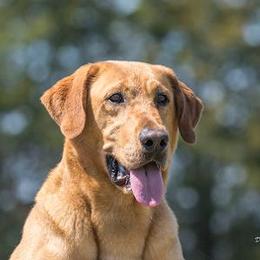 Soul - Labrador Retriever
