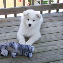 Samoyed Puppies from Seaside Samoyeds
