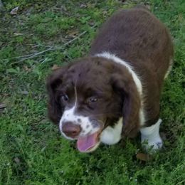 English Springer Spaniel Puppies from Webster Springers