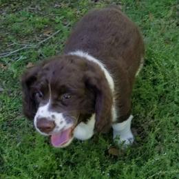 English Springer Spaniel Puppies from Webster Springers