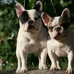 French Bulldog All Grown Up from Suirac French Bulldogs