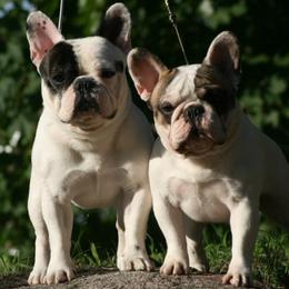 French Bulldog All Grown Up from Suirac French Bulldogs