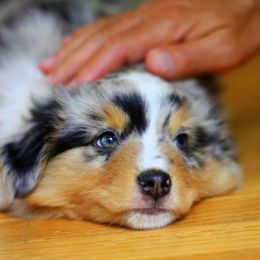 Miniature American Shepherd Puppies from Stones River Mini American Shepherds