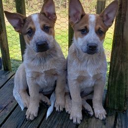 Australian Cattle Dog Puppies from Blue Coyote Ranch