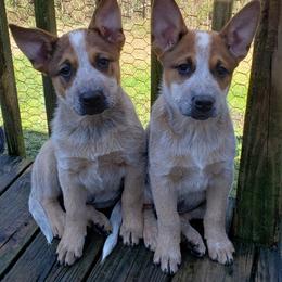 Australian Cattle Dog Puppies from Blue Coyote Ranch