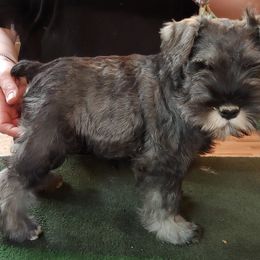 Miniature Schnauzer Puppies from Belle Vista Schnauzers
