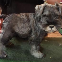 Miniature Schnauzer Puppies from Belle Vista Schnauzers