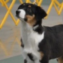 Juneau - Australian Shepherd