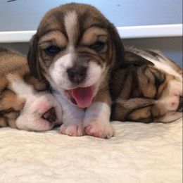 Beagle Puppies from Nor'easter