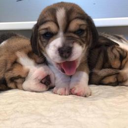 Beagle Puppies from Nor'easter
