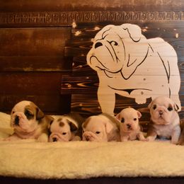 Bulldog Puppies from Raise The Woof Bulldogs