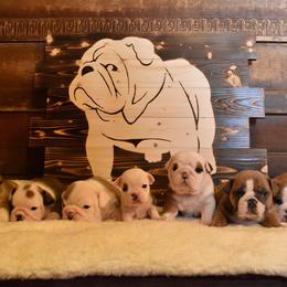 Bulldog Puppies from Raise The Woof Bulldogs