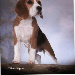 Beagle Puppies from Everwind Beagles