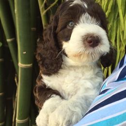 Tampa Bay Australian Labradoodles breeder of Australian Labradoodle