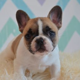 French Bulldog Puppies from Sharp-Noble French Bulldogs