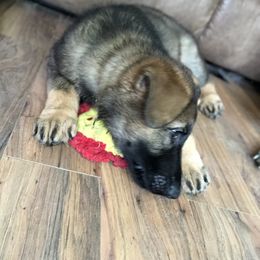 German Shepherd Puppies from Stacey’s German Shepherds