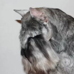 Cookie - Miniature Schnauzer