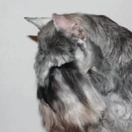 Cookie - Miniature Schnauzer