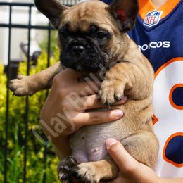 English Bulldog and French Bulldog Puppies from ClayBulldogs