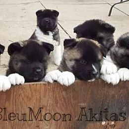 Akita Puppies from BleuMoon Akitas