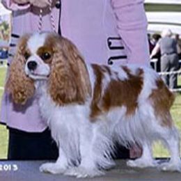 Randi - Cavalier King Charles Spaniel