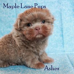 Shih Tzu Puppies from Maple Lane Pups
