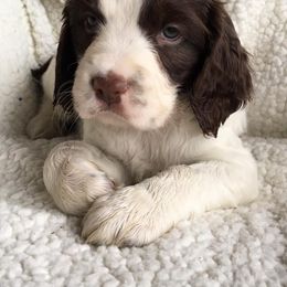 English Springer Spaniel Puppies from Rocky Mountain Springer Spaniels