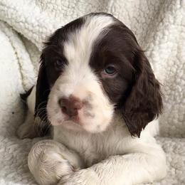 English Springer Spaniel Puppies from Rocky Mountain Springer Spaniels