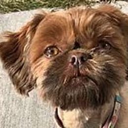 Taffy - Shih Tzu