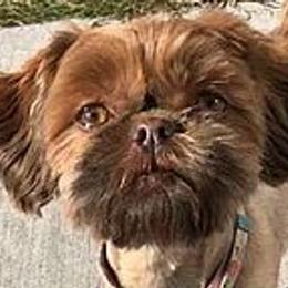Taffy - Shih Tzu