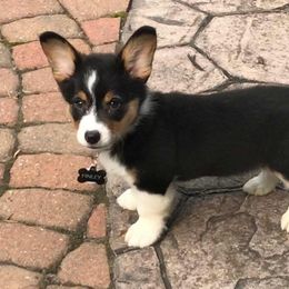 Pembroke Welsh Corgi Puppies from B&J Corgis