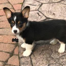 Pembroke Welsh Corgi Puppies from B&J Corgis