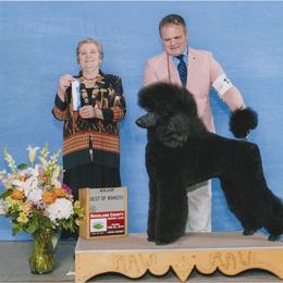 Standard Poodle Puppies from D and D Standard Poodles