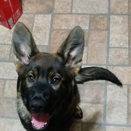 German Shepherd Puppies from Lost Creek German Shepherds LLC