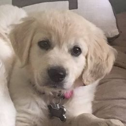 Golden Retriever Puppies from Creekside Golden Kennels