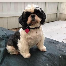 Palaquin breeder of Shih Tzu