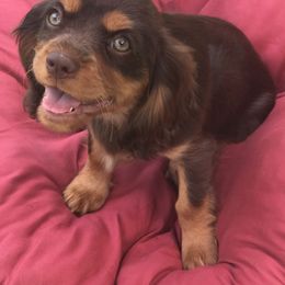 Cavalier King Charles Spaniel Puppies from Hotchkiss Cavaliers