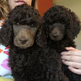 Poodle Puppies from Cadeau Standard Poodles