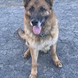 German Shepherd All Grown Up from Kelley Baron