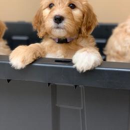  Puppies from Timber Rock Doodles