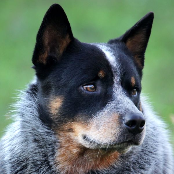 Australian Cattle Dog