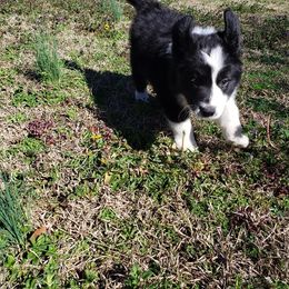 Border Collie Puppies from J & S Borders