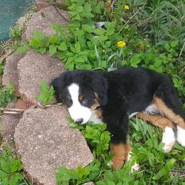 Bernese Mountain Dog Puppies from Zarah's Bernese Mountain Dogs