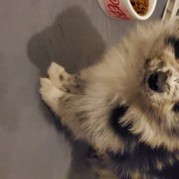 Pomeranian Puppies from Pampered Pomeranians