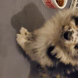 Pomeranian Puppies from Pampered Pomeranians
