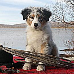 Bright Eye Aussies breeder of Australian Shepherd