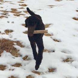 Bunker - Poodle